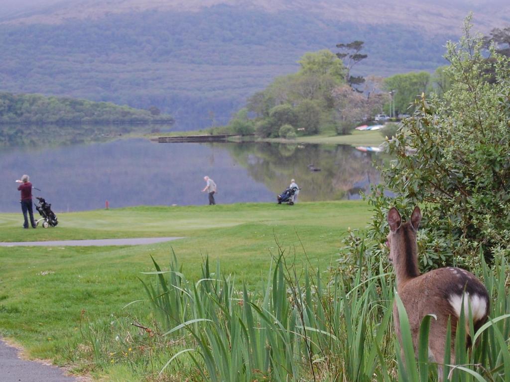 Crystal Springs B&B Killarney Dış mekan fotoğraf